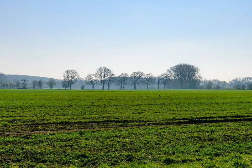 Eine ruhige Aussicht auf ein weites grünes Feld unter einem klaren blauen Himmel in Coesfeld, Deutschland.